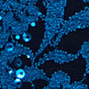 Giselle Sequin Lace Top, teal, swatch